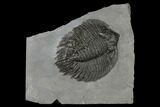 Arctinurus Trilobite - Classic New York Trilobite #163595-1